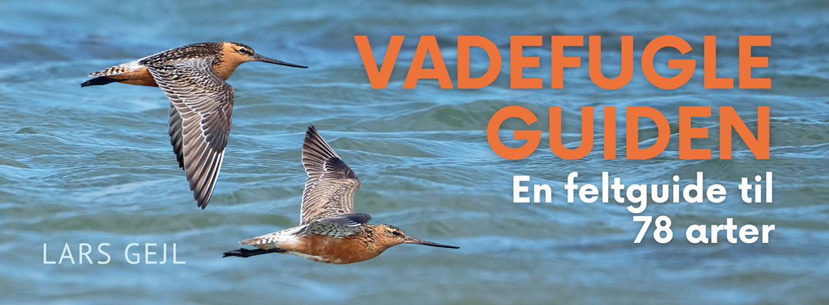 Vadefugleguiden